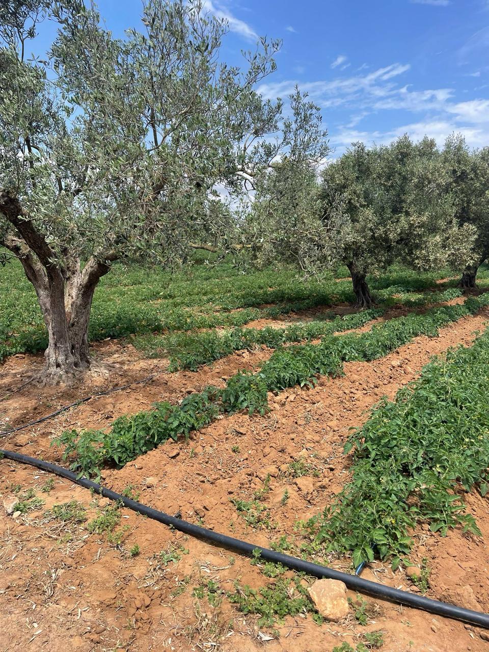 Menzel Temime Lebna Terrain Terrain agricole Terrain agricole