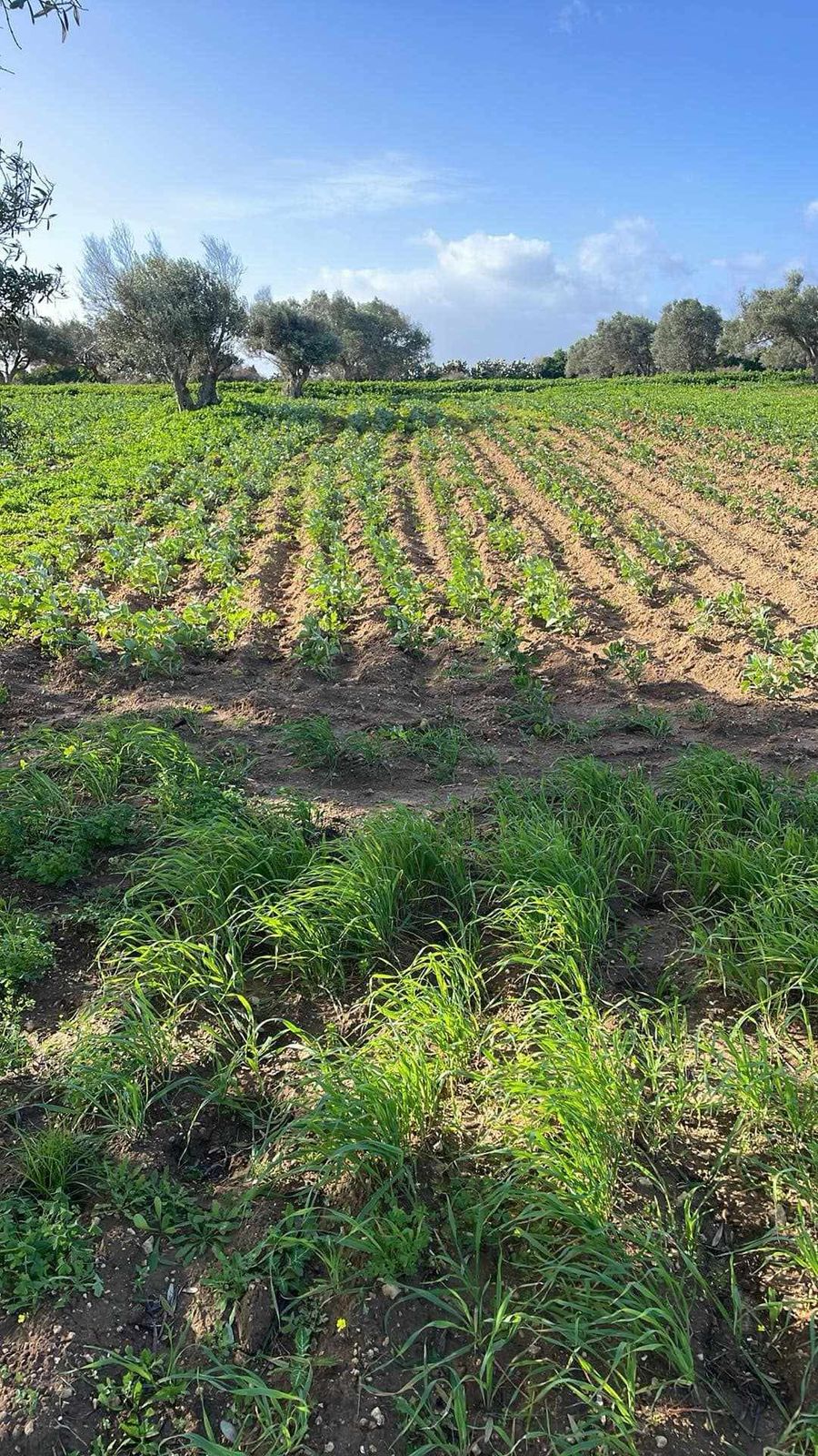 Menzel Temime Lebna Terrain Terrain agricole Terrain agricole