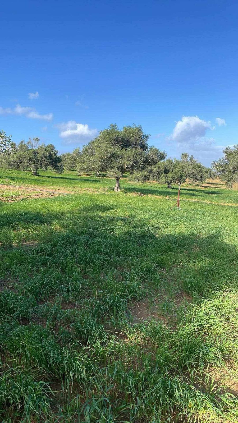 Menzel Temime Lebna Terrain Terrain agricole Terrain agricole