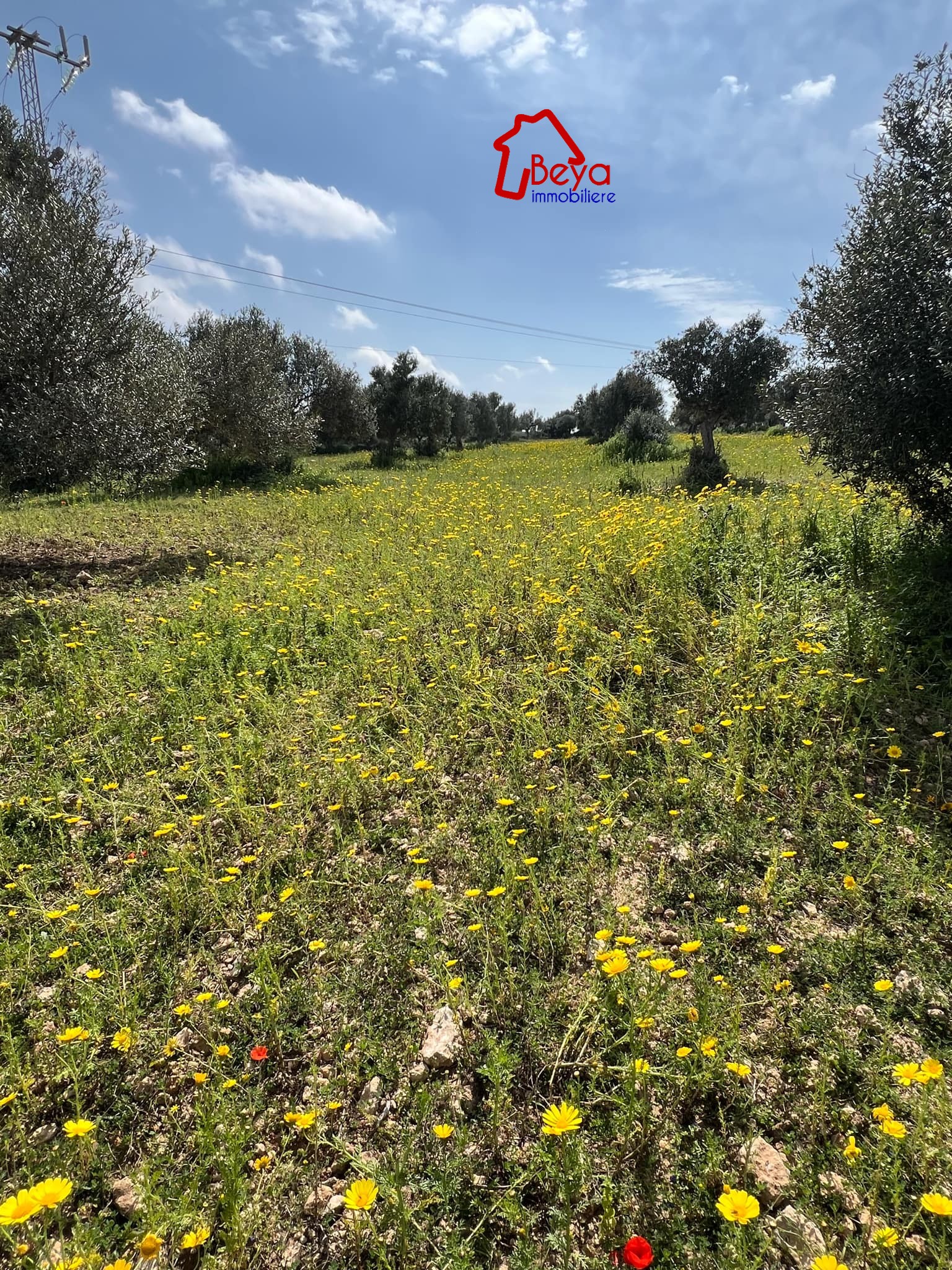 Beni Khiar Somaa Terrain Terrain agricole Terrain islem vtm024