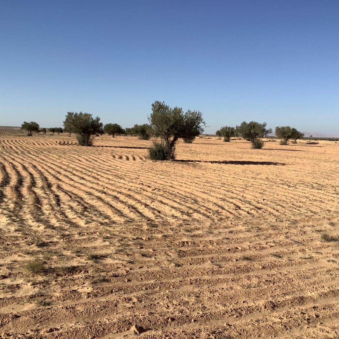 Esskhira Naoual Terrain Terrain nu Grande surface agricole