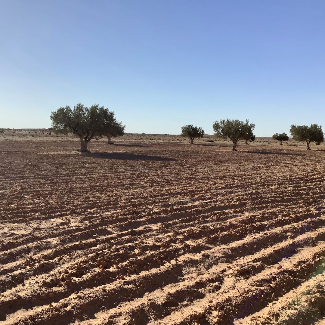 Esskhira Naoual Terrain Terrain agricole Profiter l'occasion