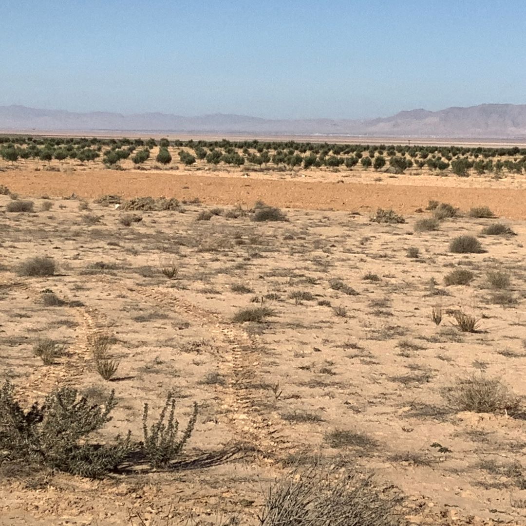 Esskhira Naoual Terrain Terrain agricole Profiter l'occasion