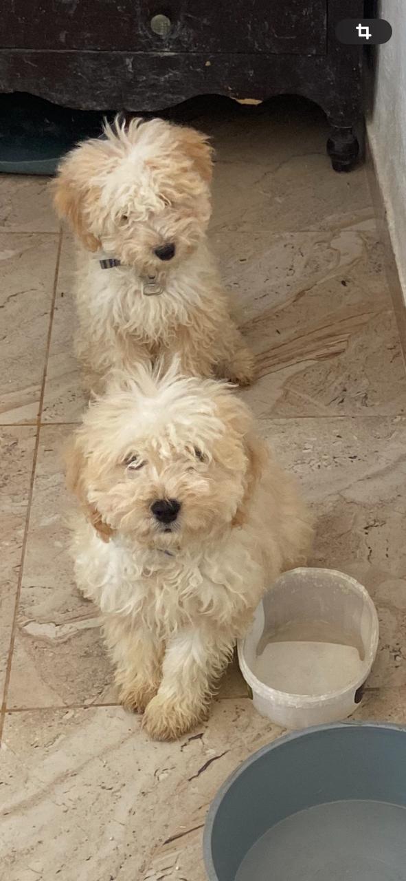 Sousse Jaouhara Sousse Khezama Chiens Autre Deux caniches pour adoption