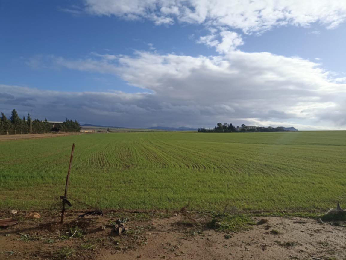 Bir Mcherga Boucha Terrain Terrain agricole 30 hectares  propices a tous les arbres fruitiers