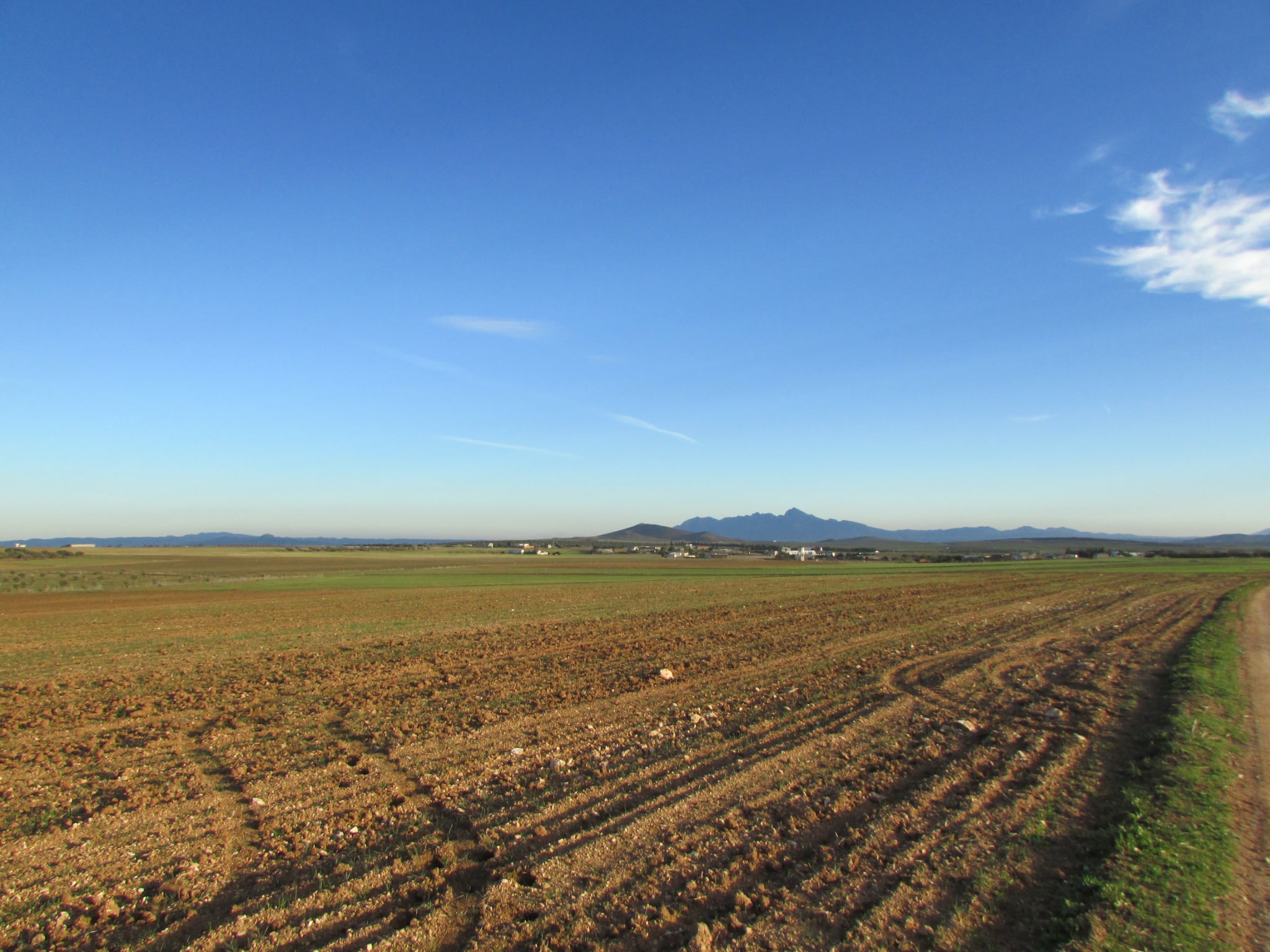 Bir Mcherga Boucha Terrain Terrain agricole 40 hectares  pour la plantation d'oliviers