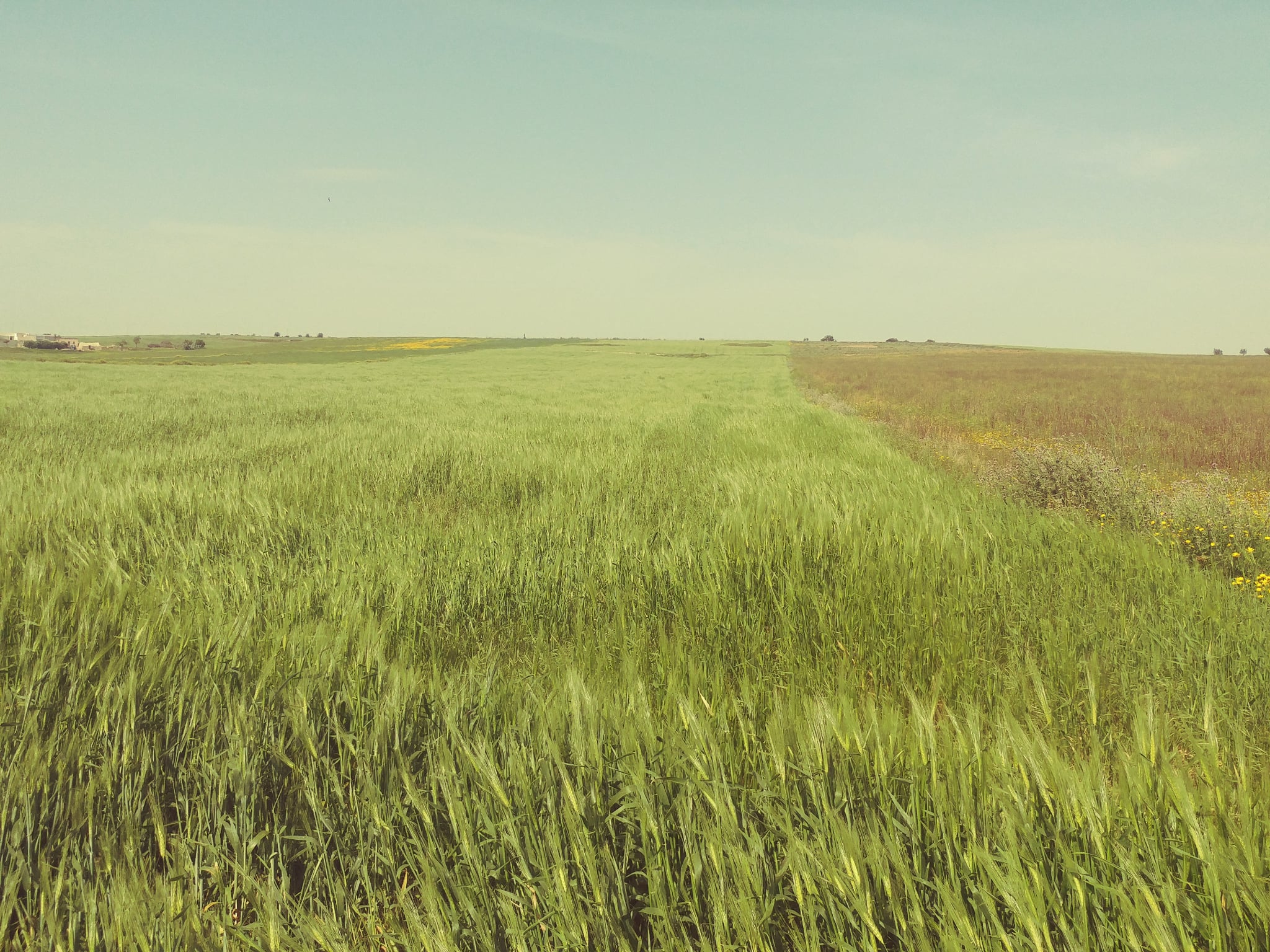 Bir Mcherga Boucha Terrain Terrain agricole 5 hectares terrain agricole nu