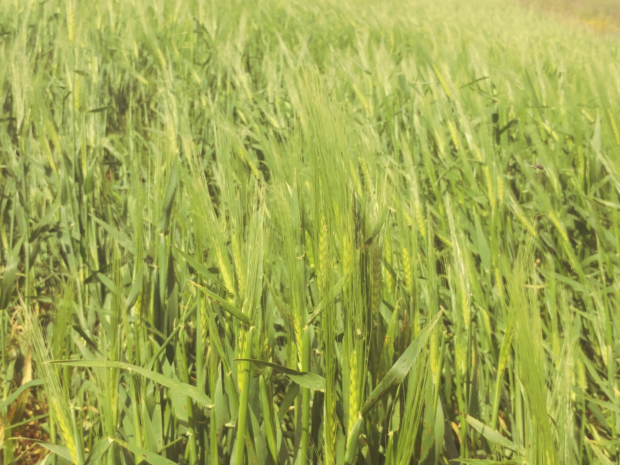 Bir Mcherga Boucha Terrain Terrain agricole 5 hectares terrain agricole nu