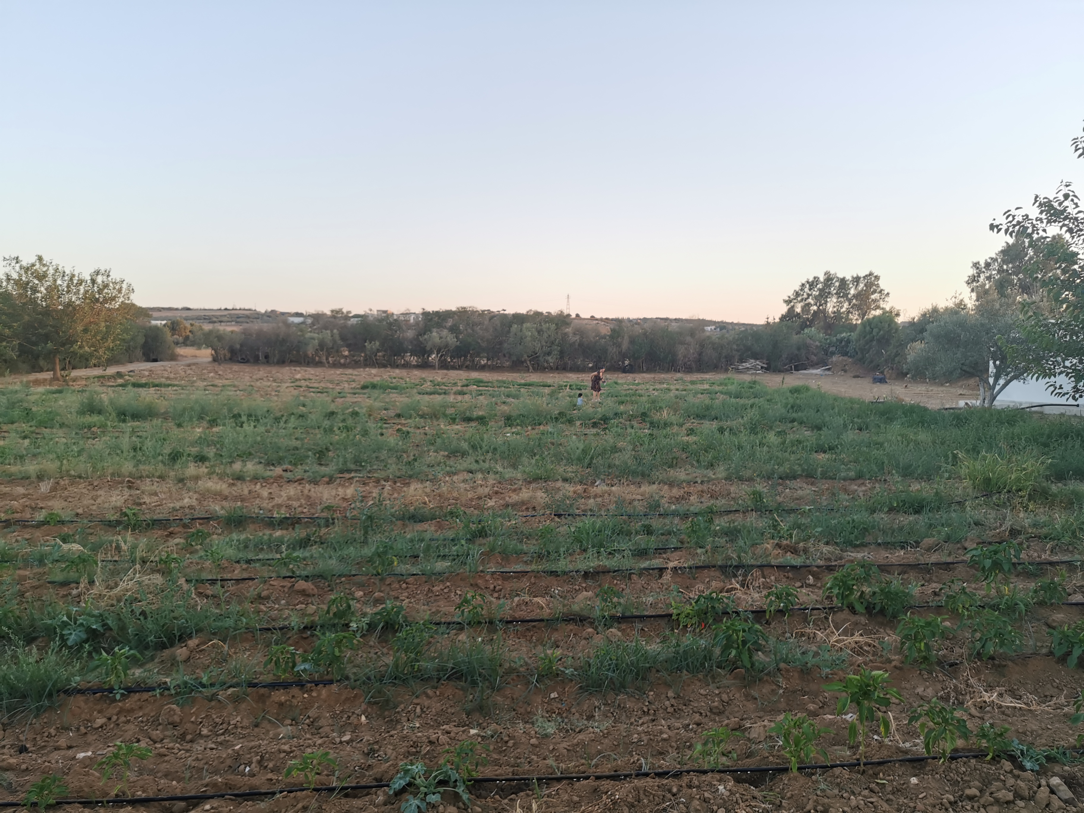 Korba Bou Lidine Vente Maisons Villa moderne sur terrain agricole