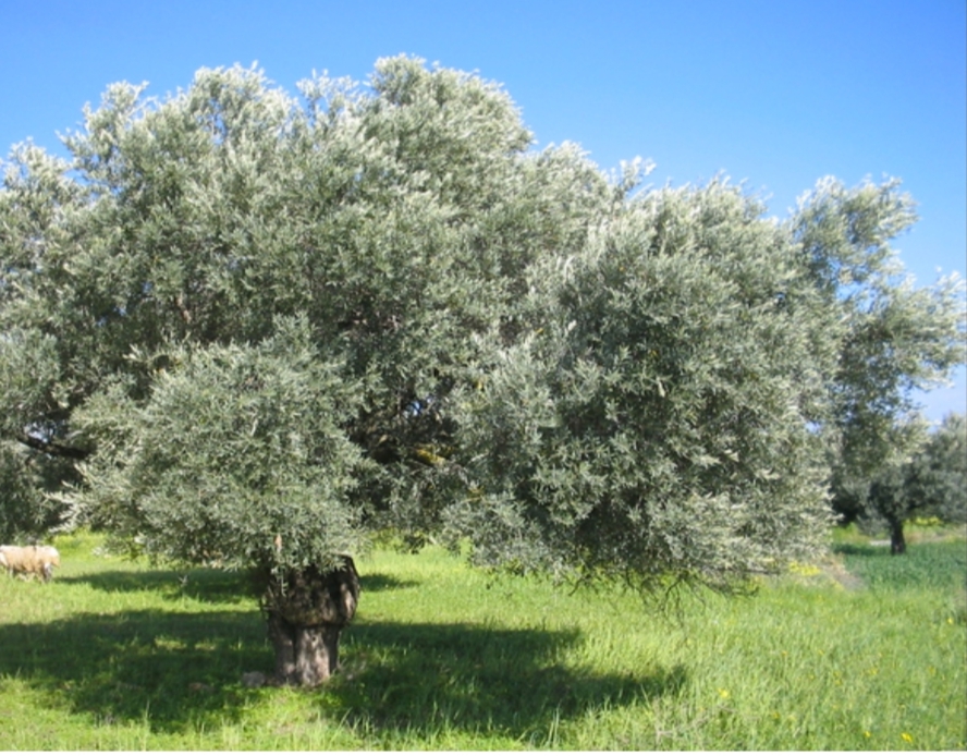 Tebourba Tebourba Terrain Terrain agricole Ferme  tebourba