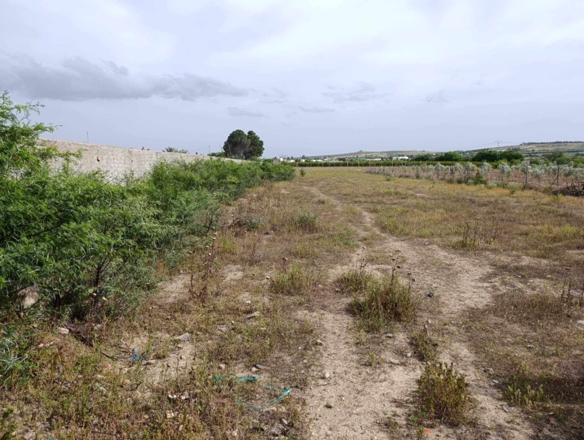 Jedaida Jedaida Terrain Terrain agricole Terrain de 3300m2 jedaida rue principale