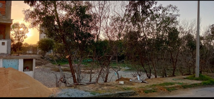 Raoued Raoued Terrain Terrain nu Terrain  flammants roses