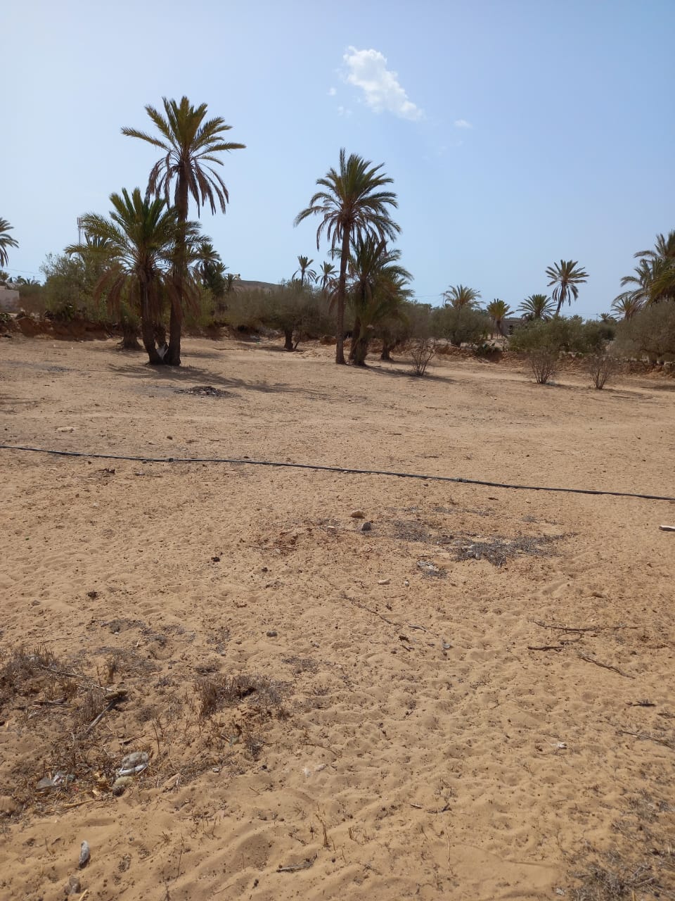 Djerba - Midoun El Hadadda Terrain Terrain agricole Terrain  midoun