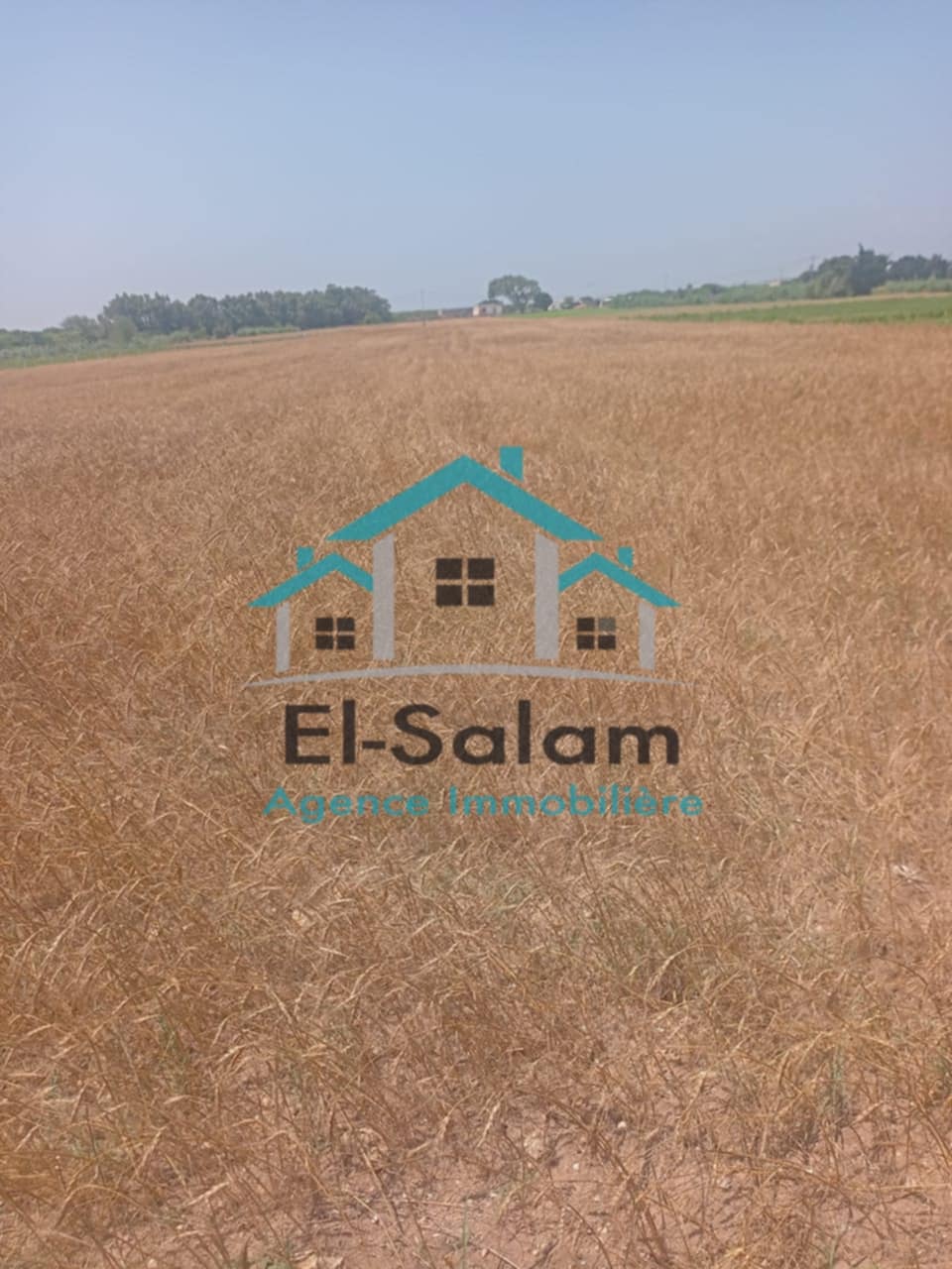 El Haouaria Charaf Terrain Terrain nu Hectar 7000m2 directement sur la route principal