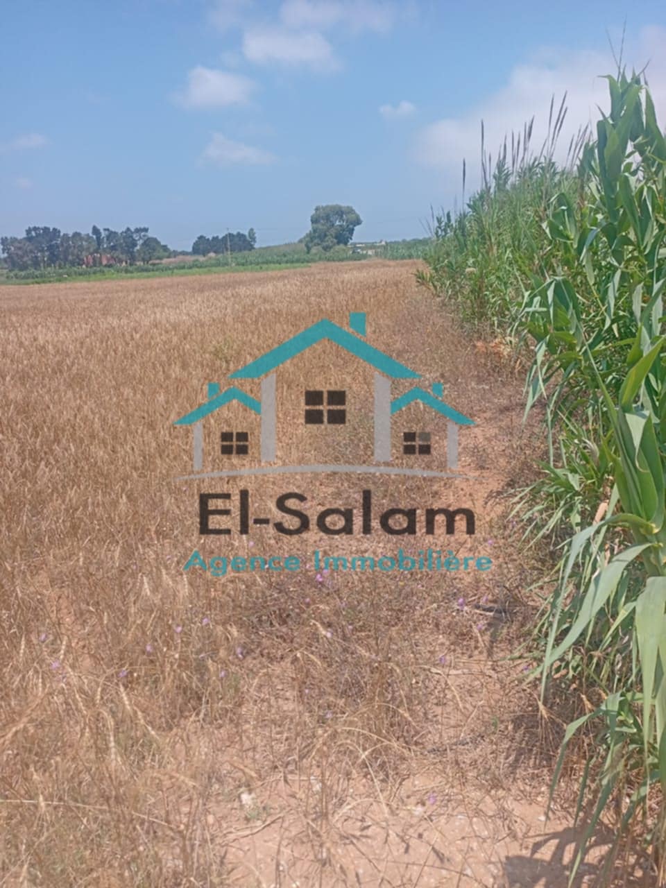 El Haouaria Charaf Terrain Terrain nu Hectar 7000m2 directement sur la route principal