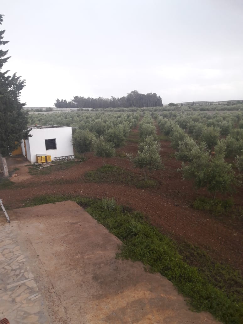 Tebourba Tebourba Terrain Terrain agricole Senia  cltur  manouba tunis