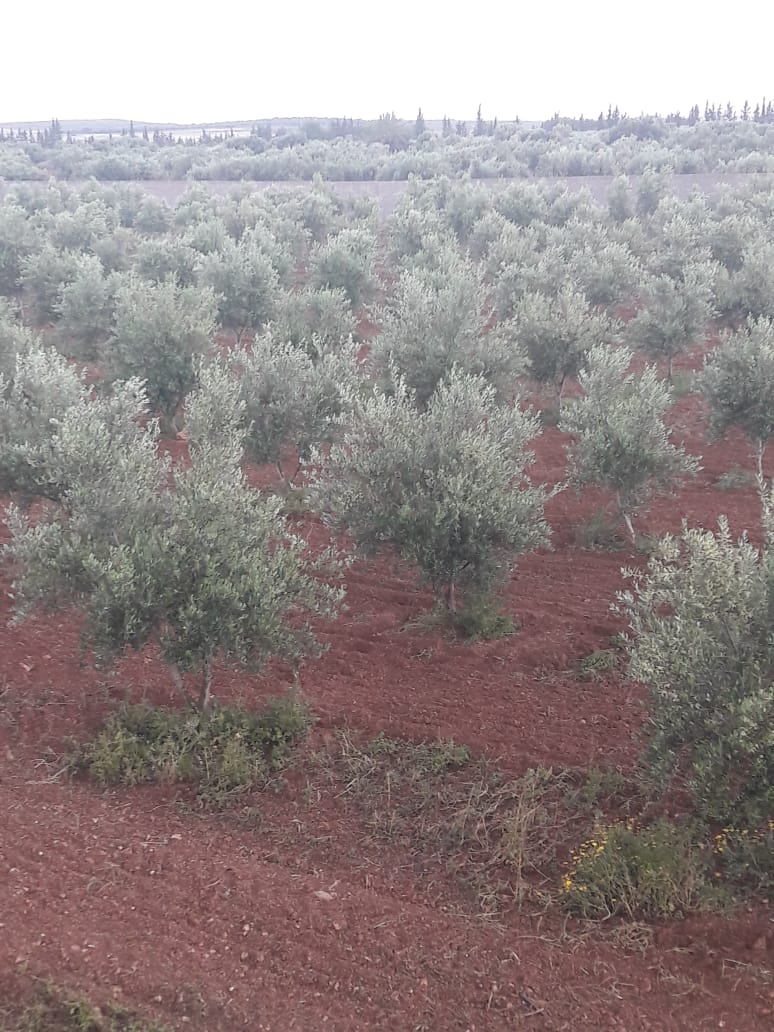 Tebourba Tebourba Terrain Terrain agricole Senia  cltur  manouba tunis