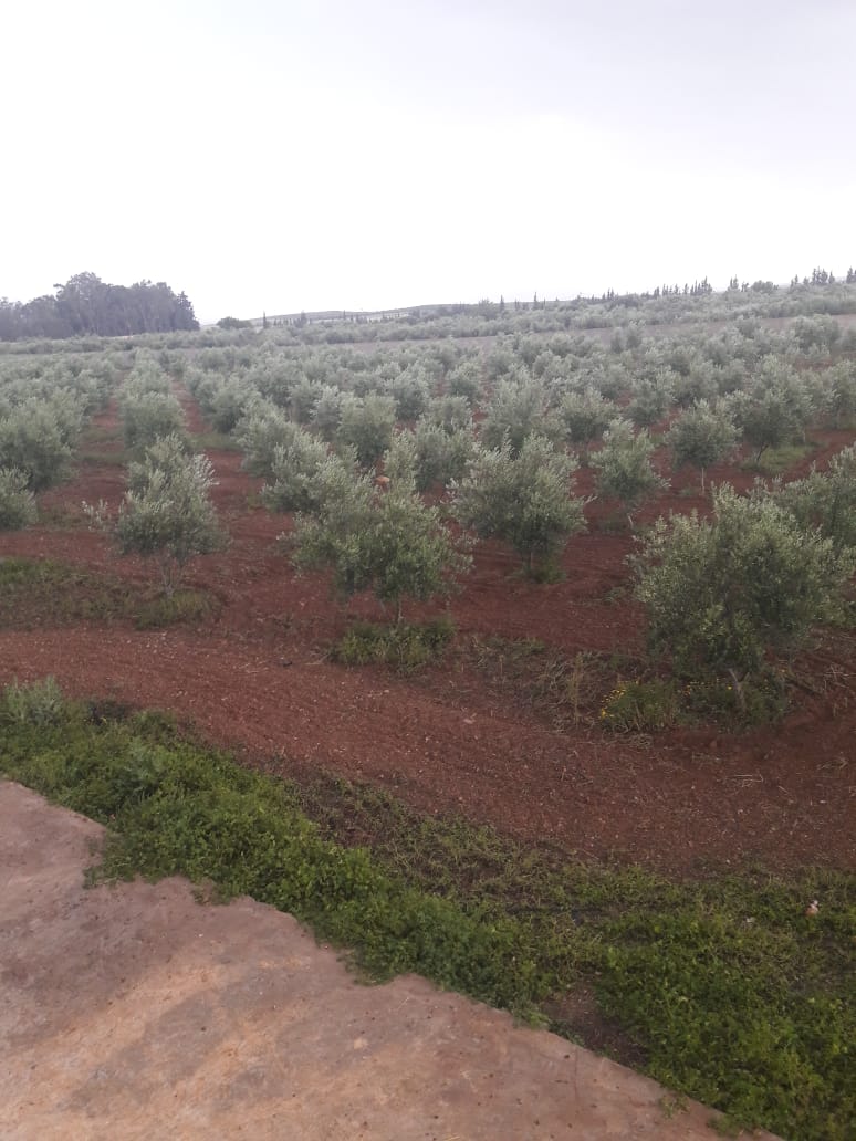 Tebourba Tebourba Terrain Terrain agricole Senia  cltur  manouba tunis