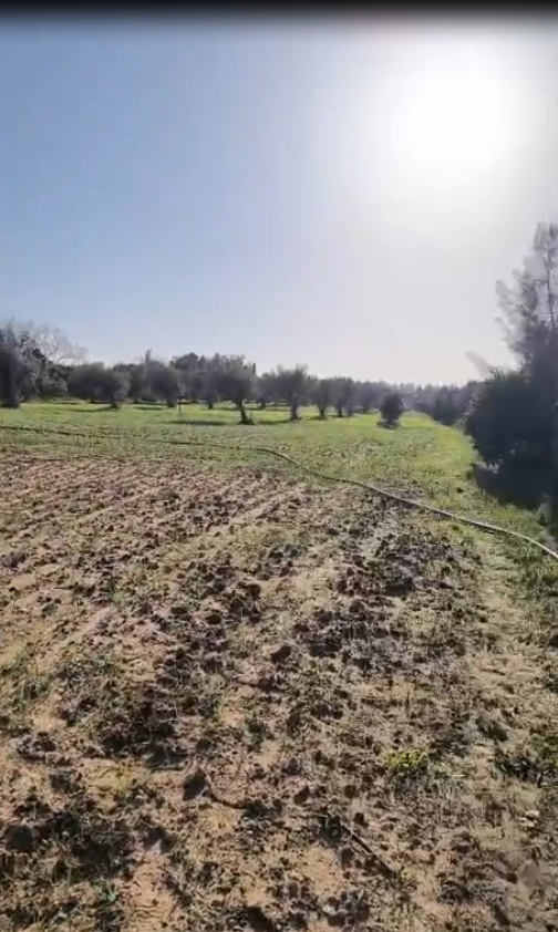 Grombalia Grombalia Terrain Terrain agricole Sania  grombalia