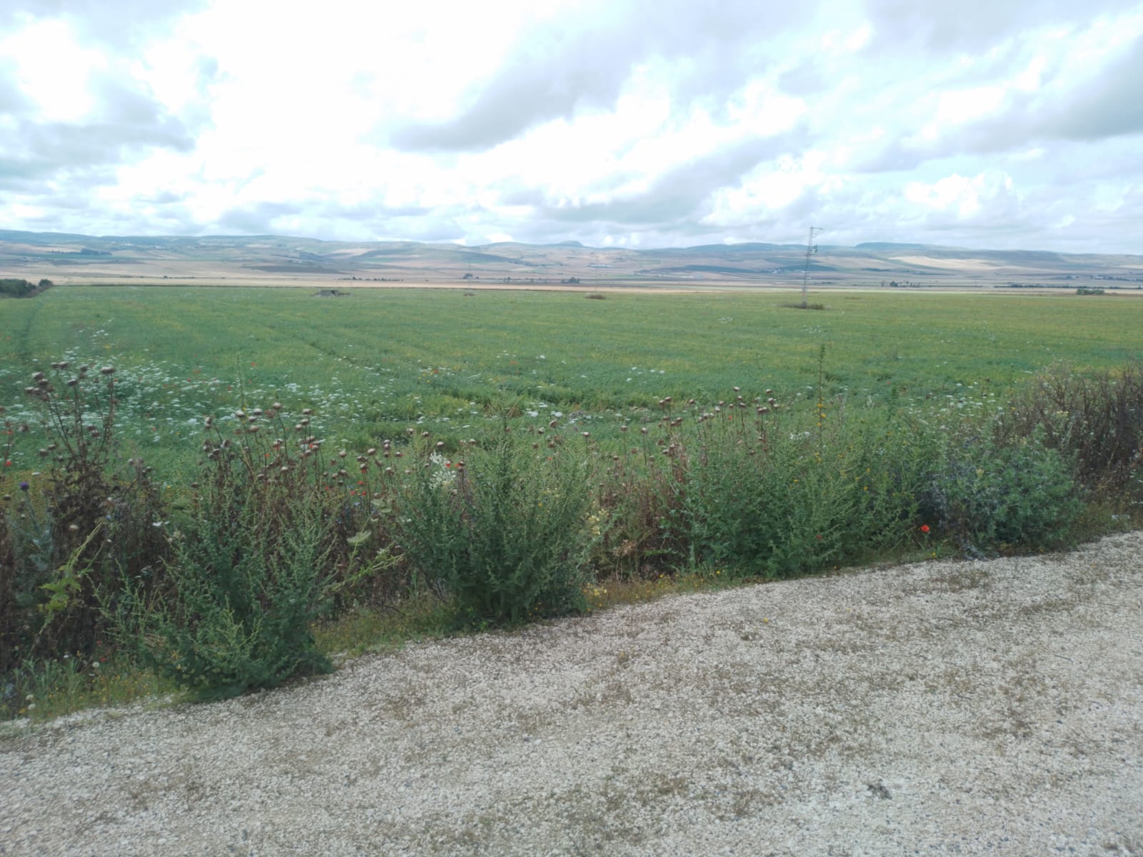 Mateur Mateur Terrain Terrain agricole Terrain nu  bizerte