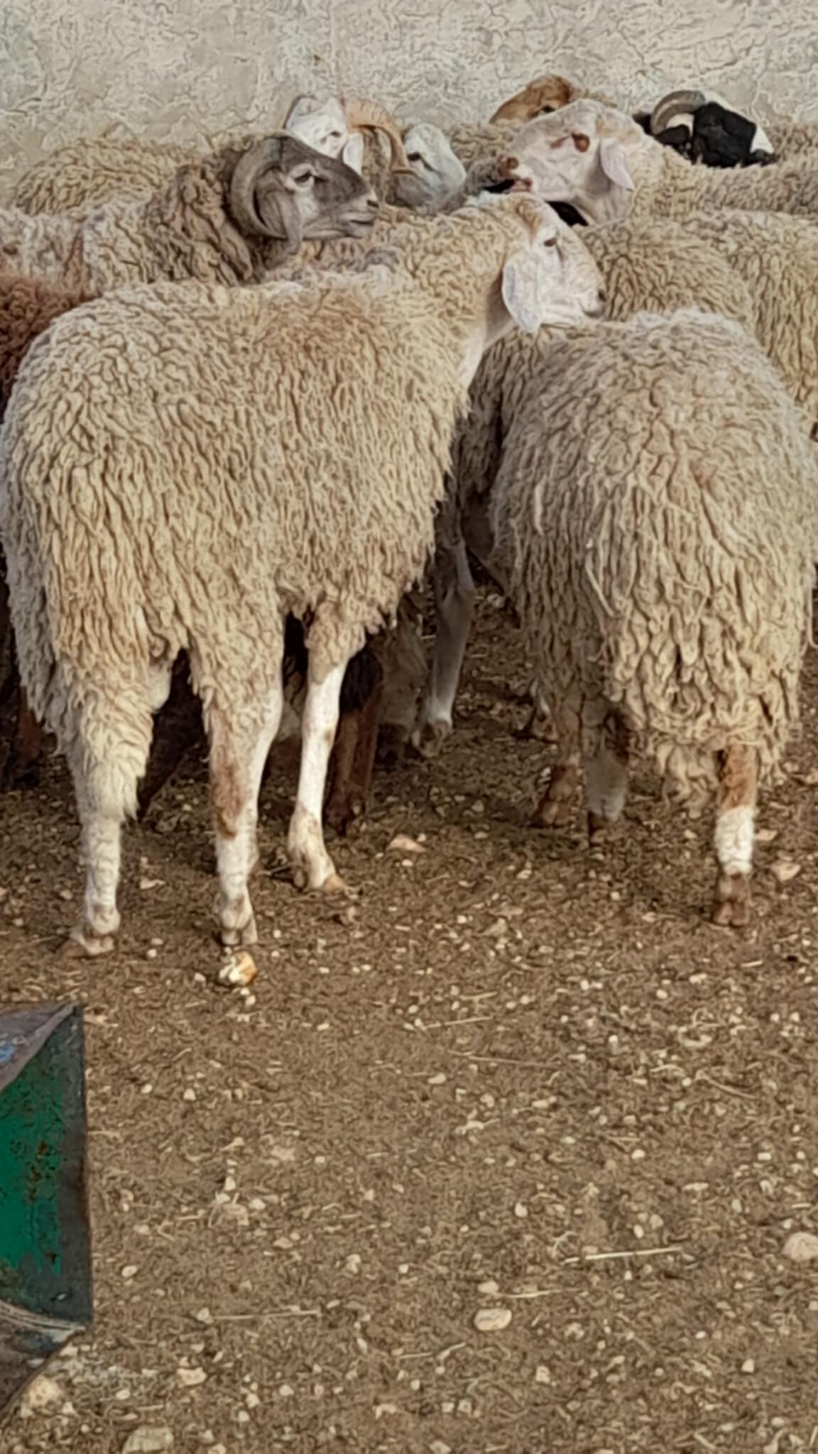 Gabes Sud Teboulbou Autre Autre A ne pas rater des beaux moutons