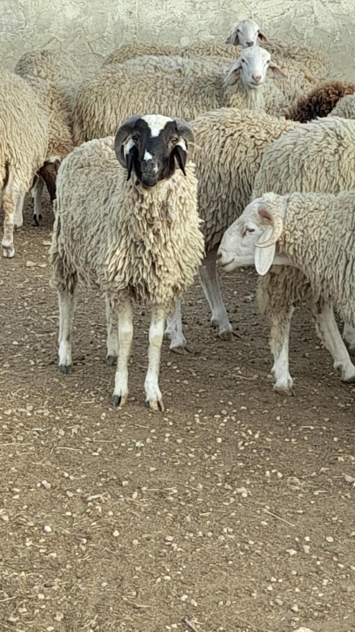 Gabes Sud Teboulbou Autre Autre A ne pas rater des beaux moutons