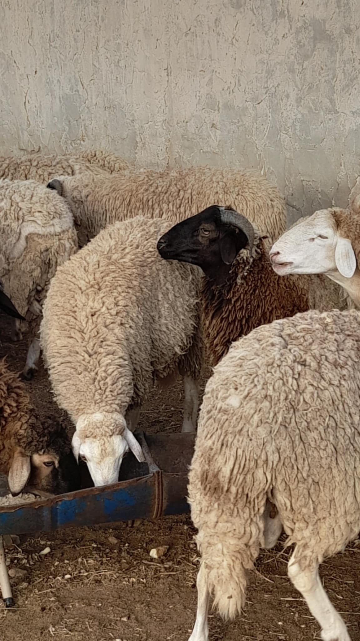 Gabes Sud Teboulbou Autre Autre A ne pas rater des beaux moutons