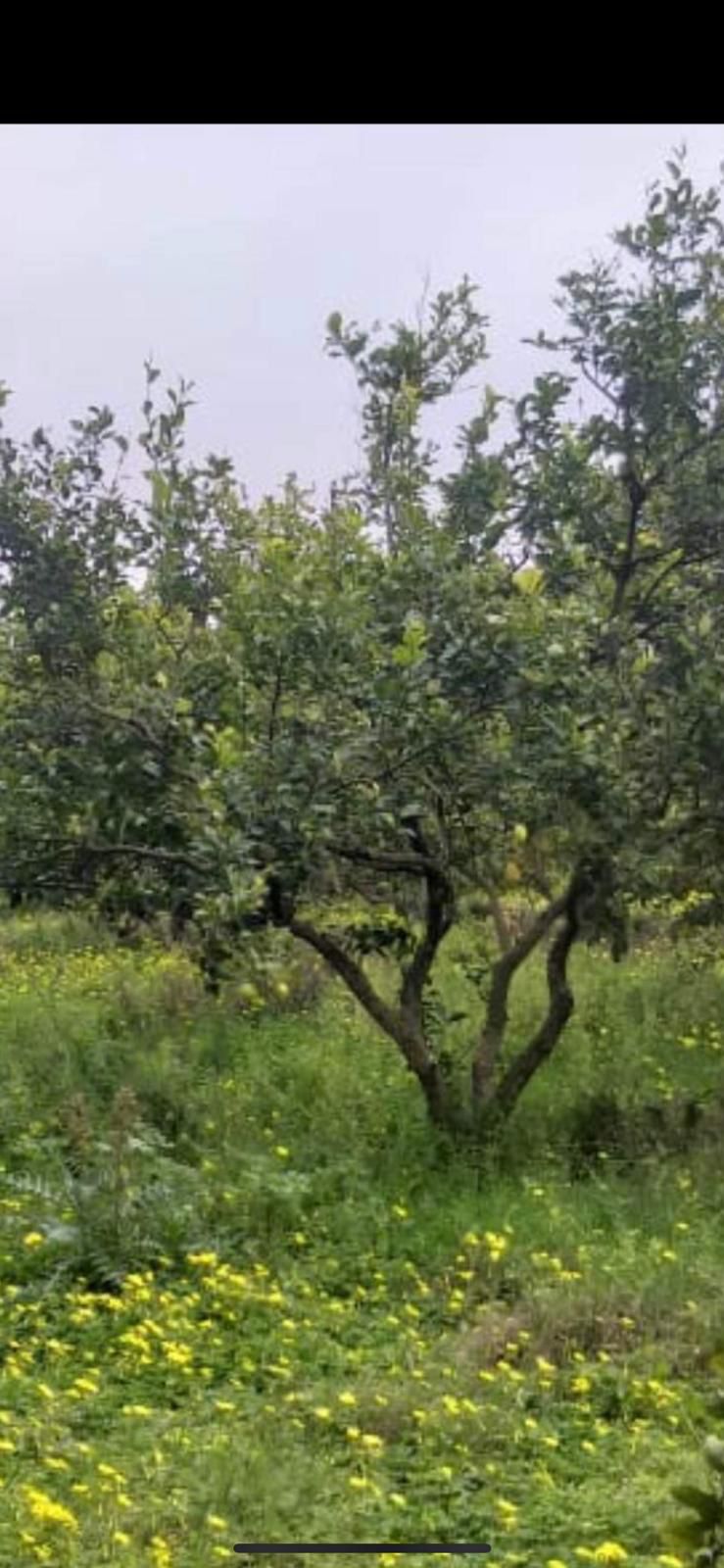 Hammamet Bir Bouregba Terrain Terrain agricole 3 hectars agrumes