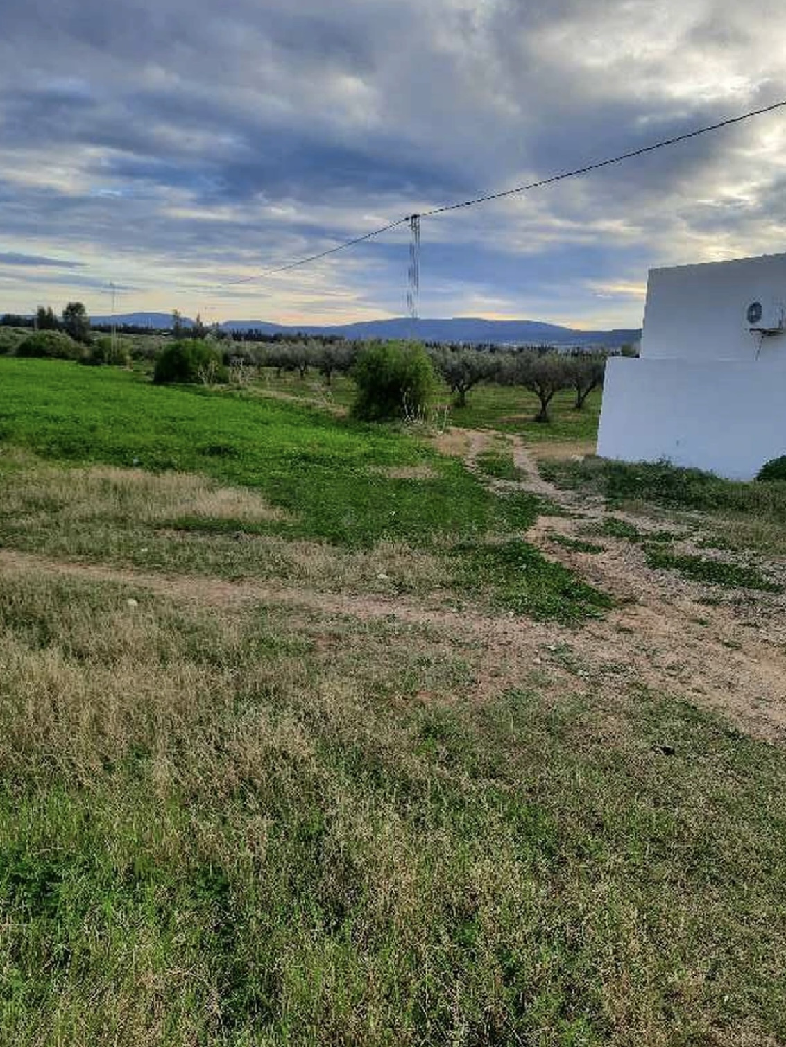Soliman Dhahri Terrain Terrain agricole Terrain 180dt m2