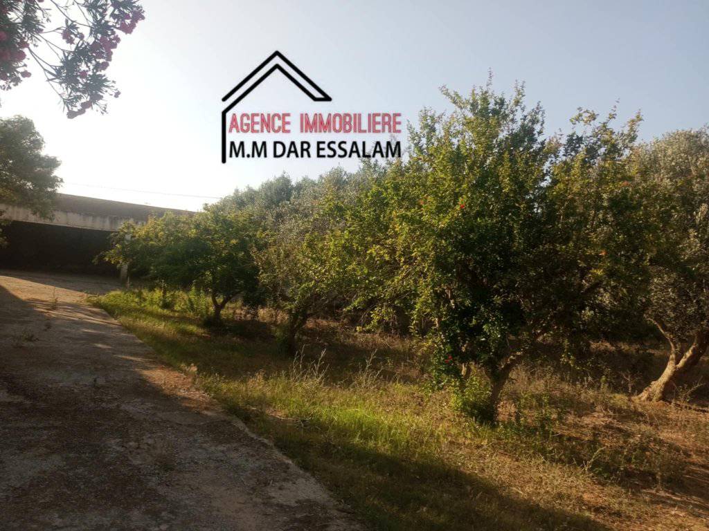 Kelibia Dar Allouche Terrain Terrain agricole Ferme  dar allouche