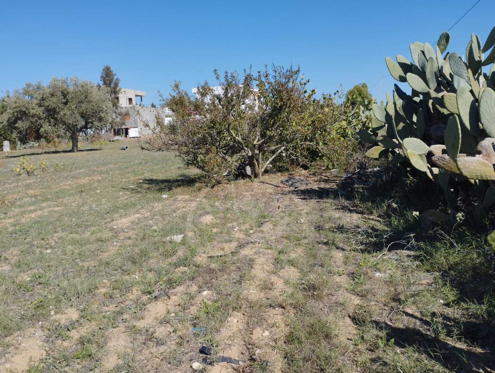 Hammamet Bir Bouregba Terrain Terrain agricole Terrain  bniweal