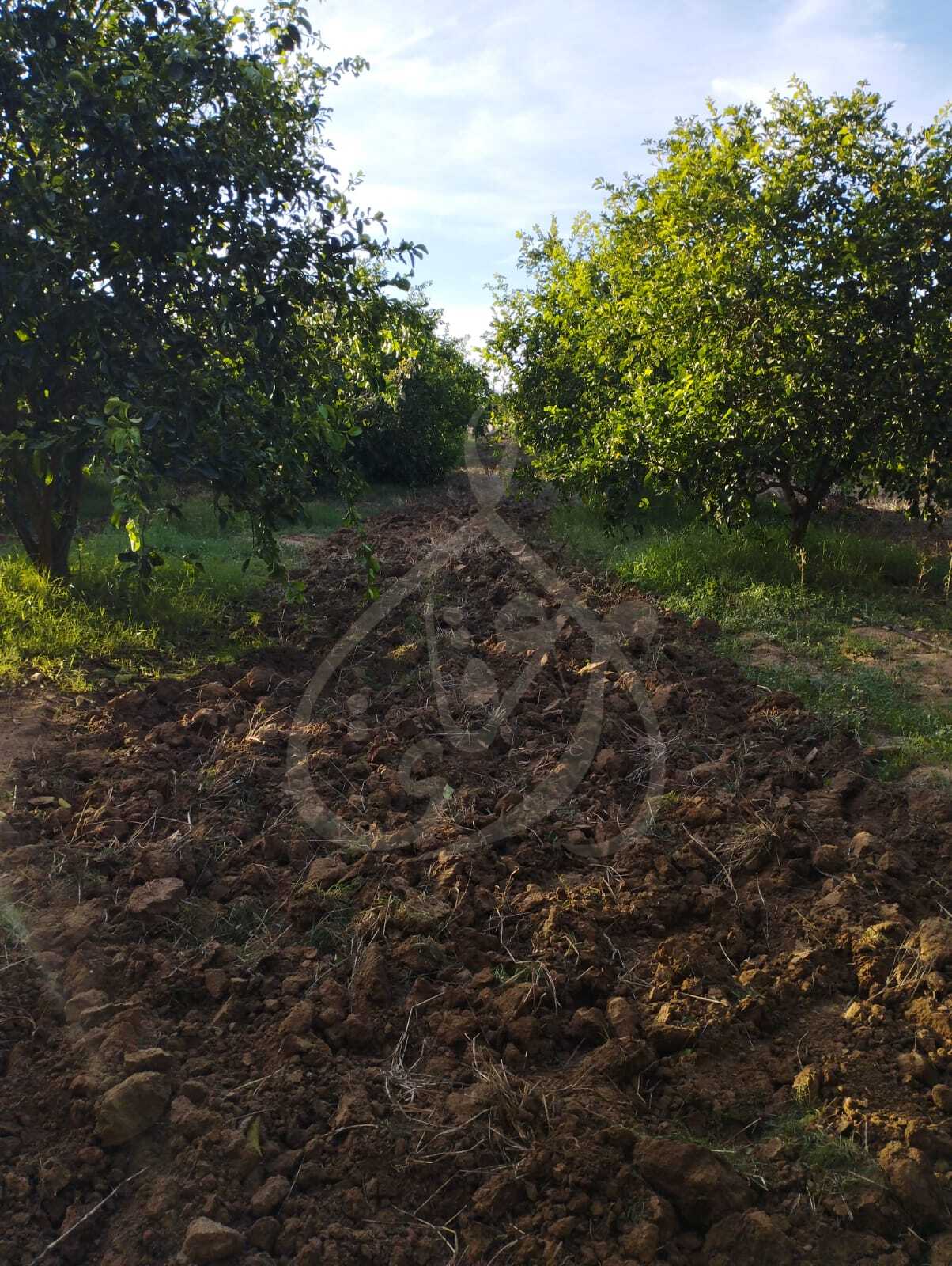 Beni Khiar Ghardaya Vente Autre Ferme  ghardeya bni khiar