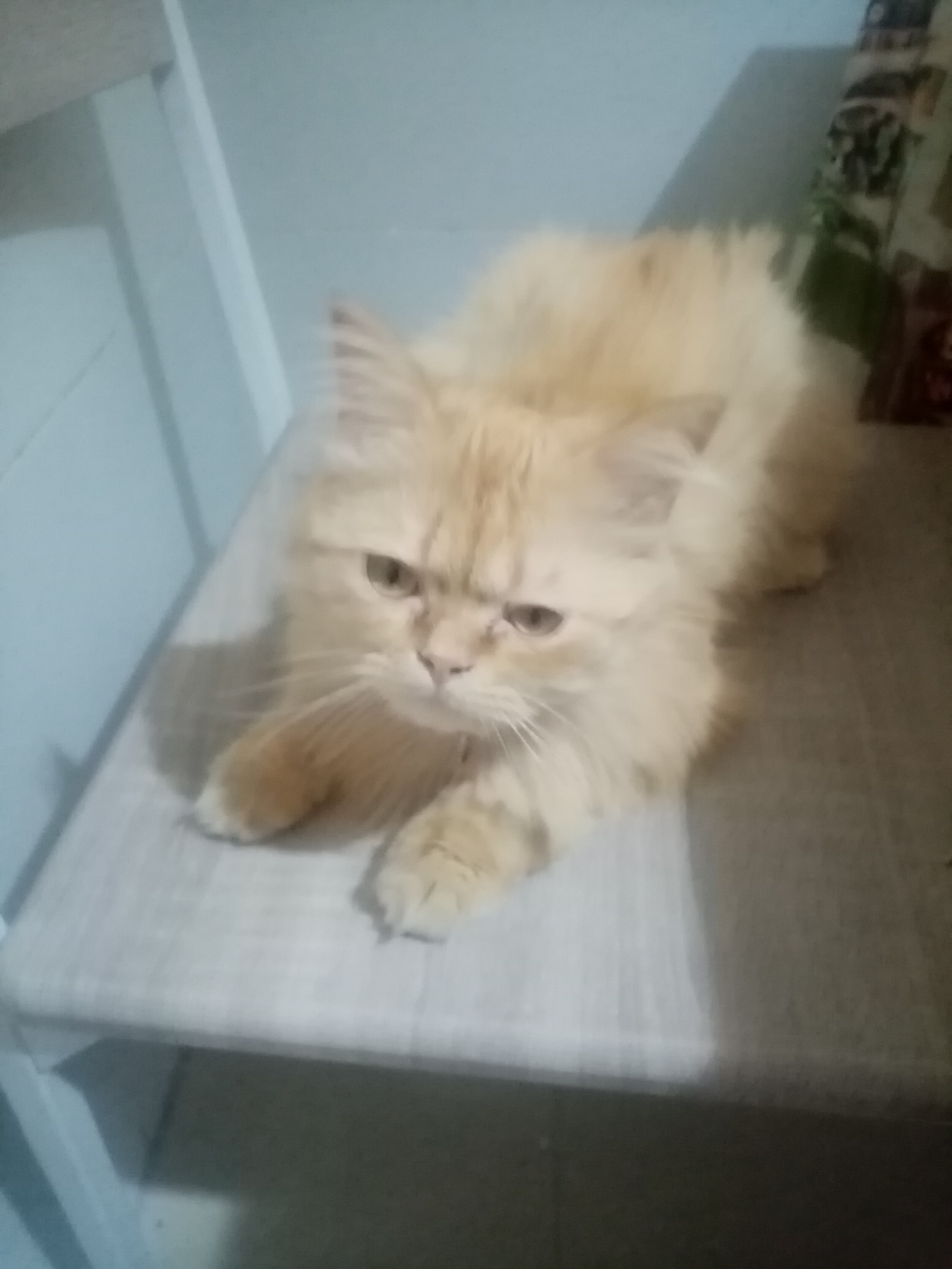 La Medina Bab Bnet Chats Autre Adoption chatte persan