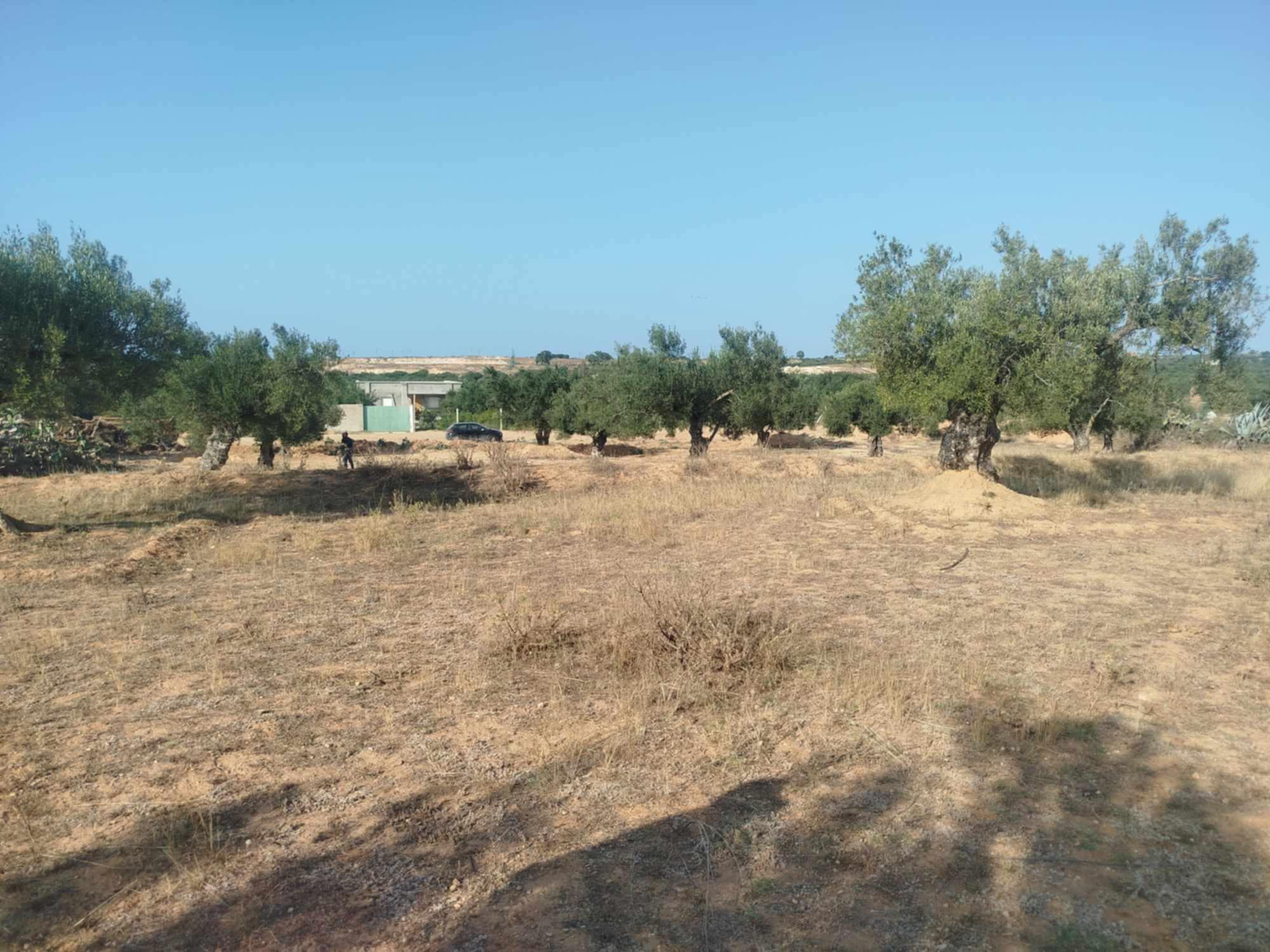 Sidi Bou Ali Sidi Bou Ali Terrain Terrain agricole Terrain agricole  sidi bouali