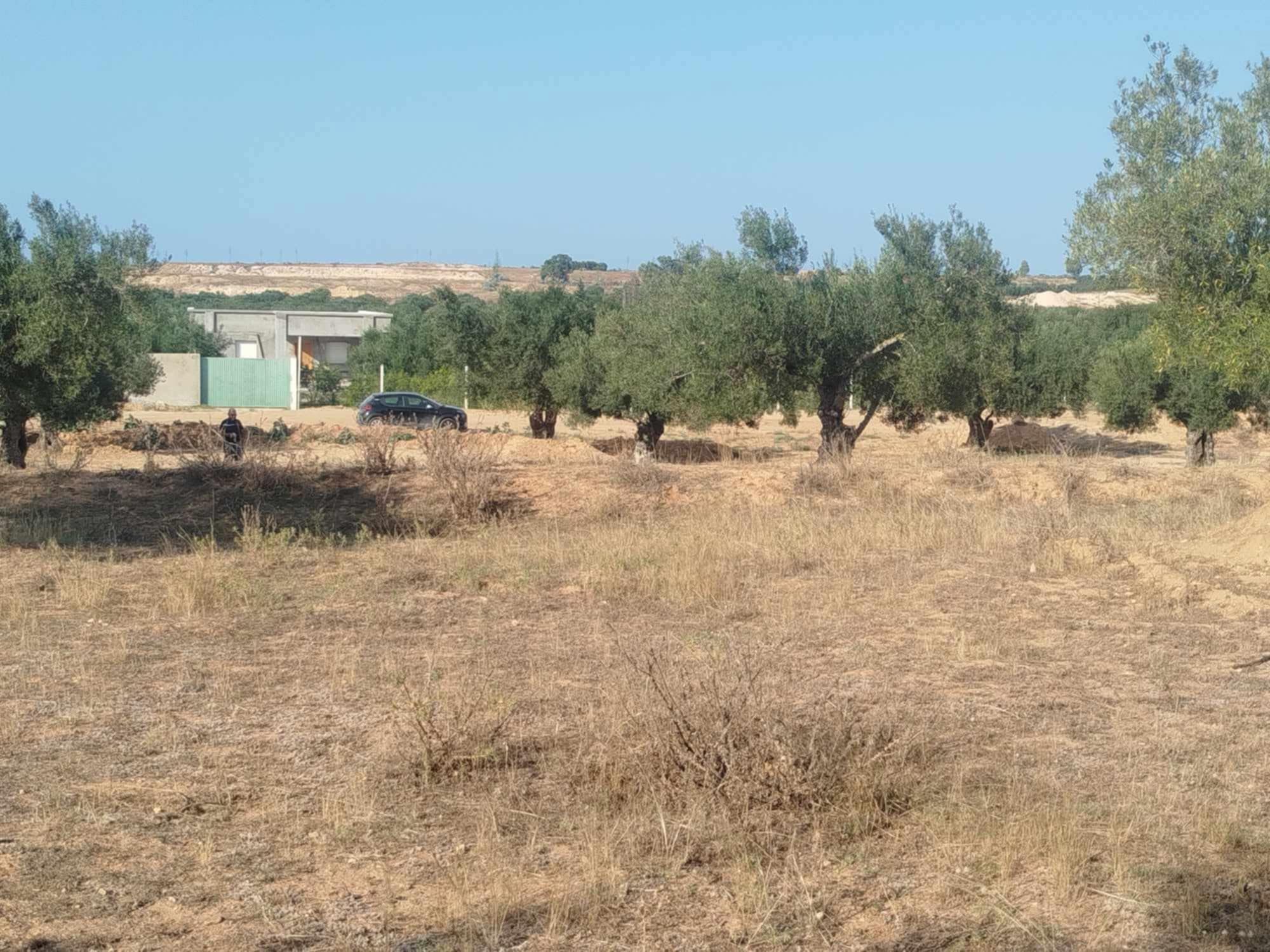 Sidi Bou Ali Sidi Bou Ali Terrain Terrain agricole Terrain agricole  sidi bouali