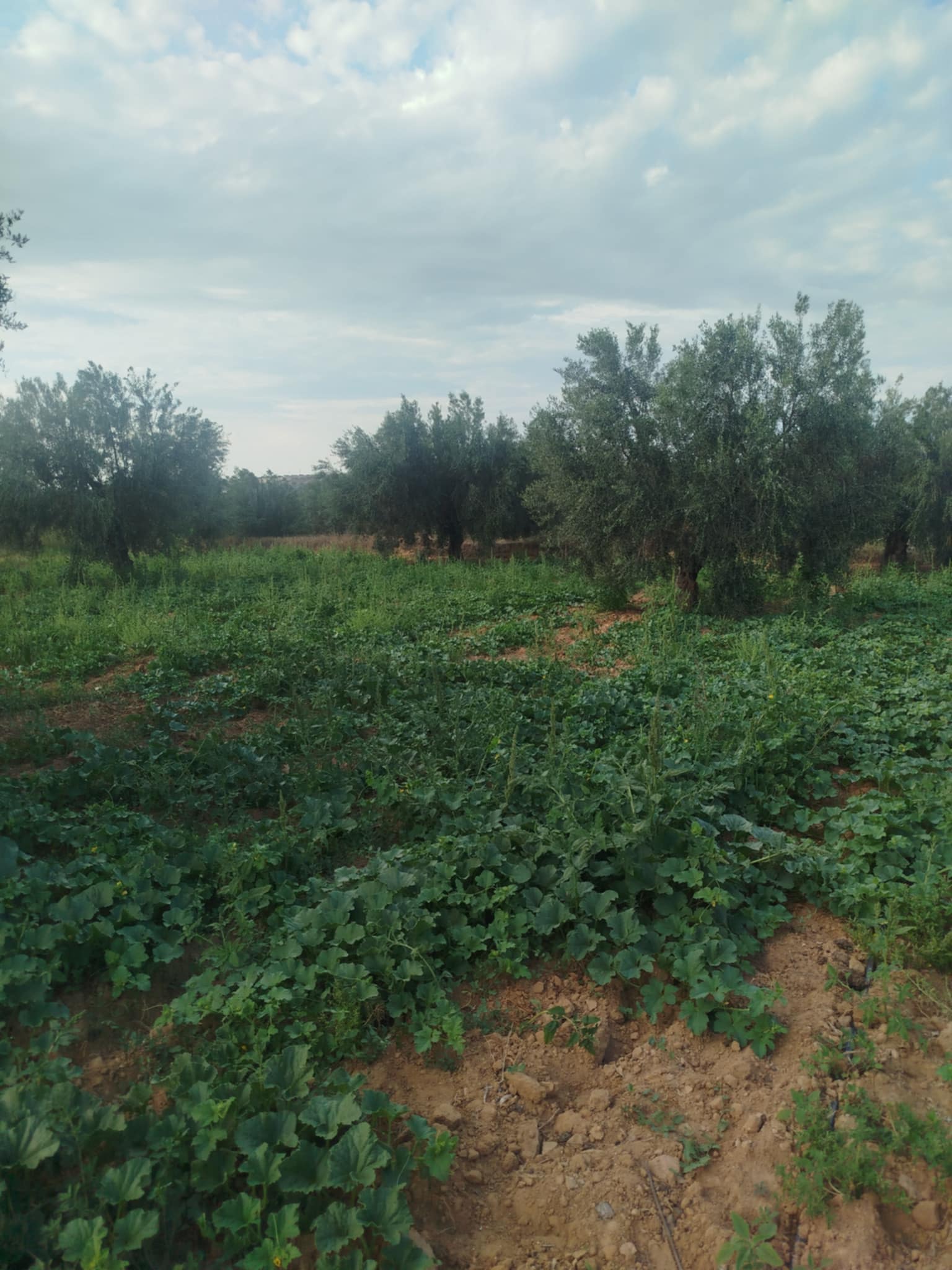 Kalaa El Kebira Kalaa El Kebira Terrain Terrain agricole Terrain agricole  kalaa kbira