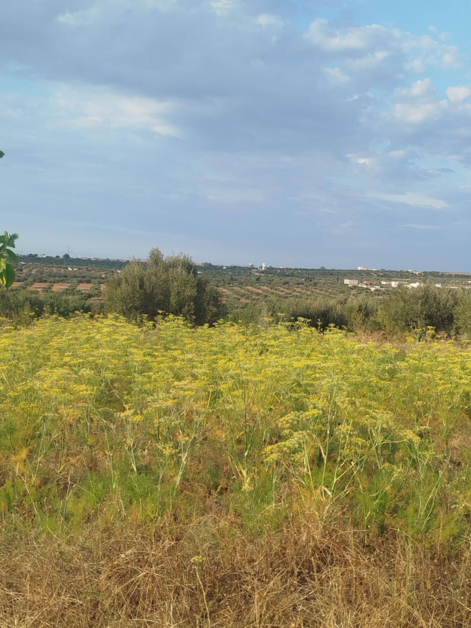 Kalaa El Kebira Kalaa El Kebira Terrain Terrain agricole Terrain agricole  kalaa kbira