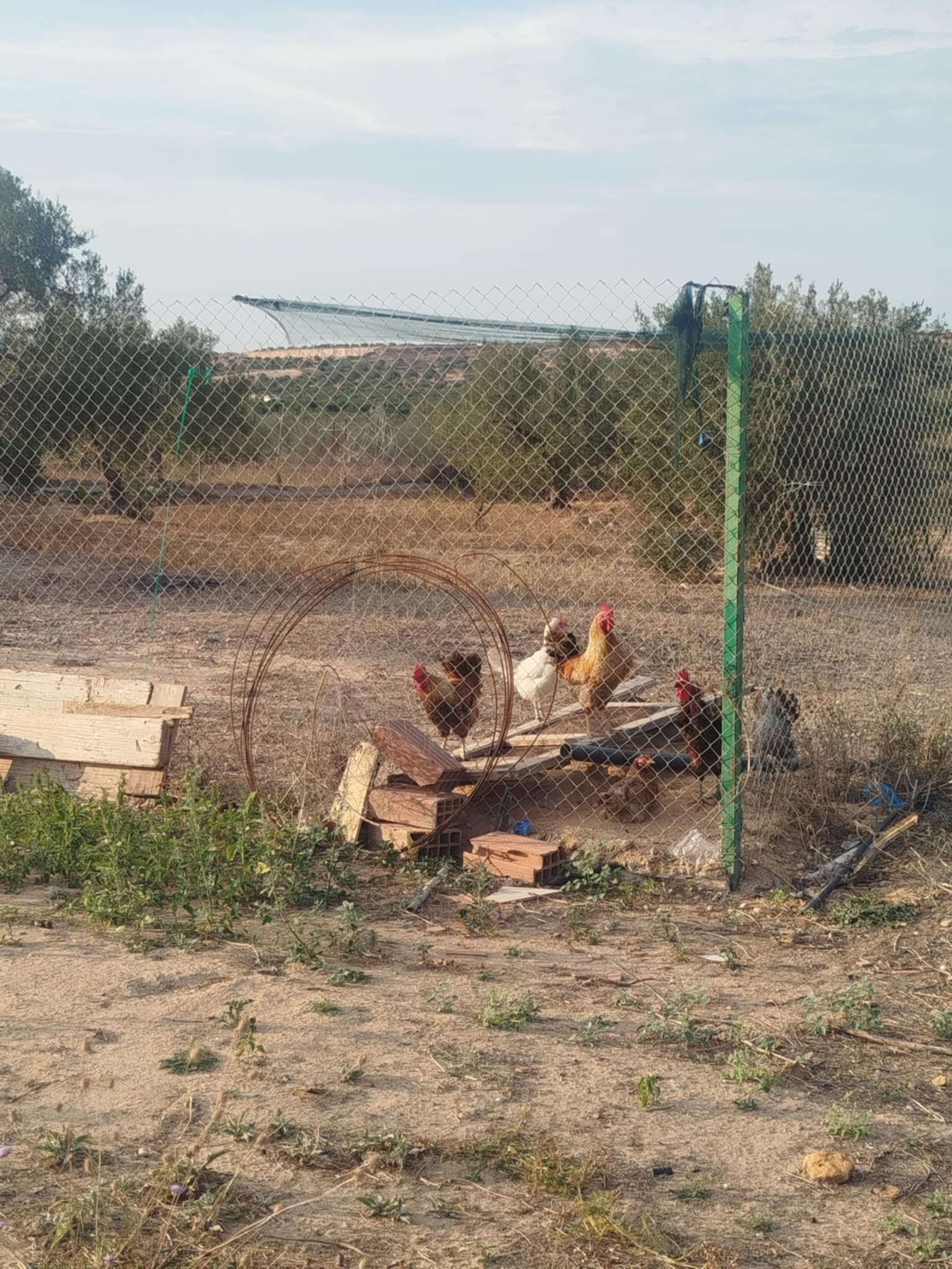 Kalaa El Kebira Kalaa El Kebira Terrain Terrain agricole Terrain agricole  kalaa kbira