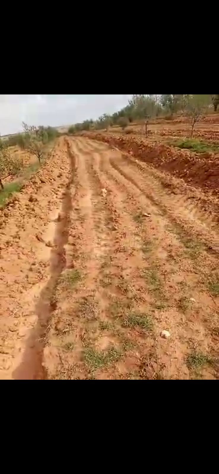 Agareb El Mahrouga Terrain Terrain agricole Terrains agricoles sfax plant d oliviers