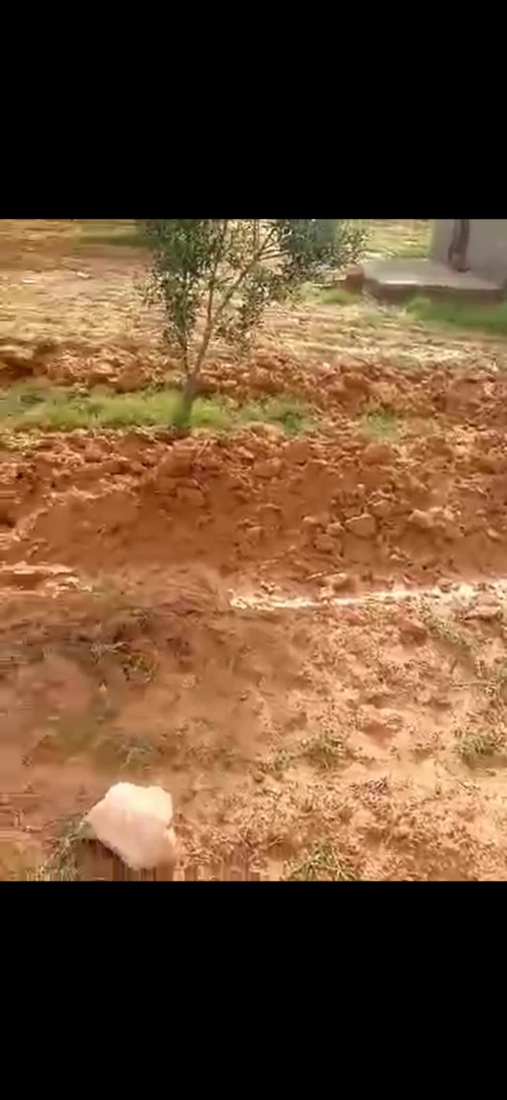 Agareb El Mahrouga Terrain Terrain agricole Terrains agricoles sfax plant d oliviers