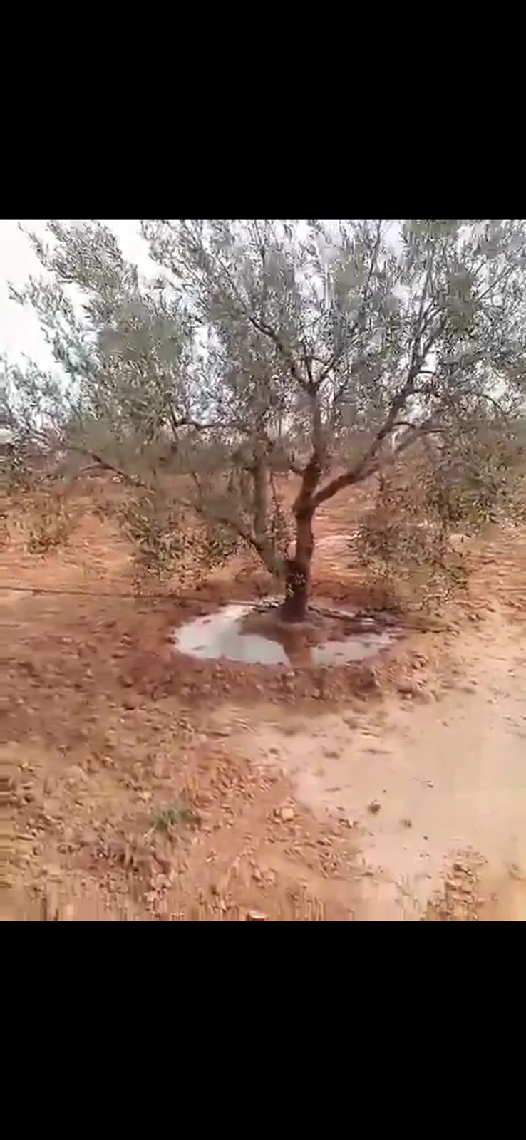 Agareb El Mahrouga Terrain Terrain agricole Terrains agricoles sfax plant d oliviers