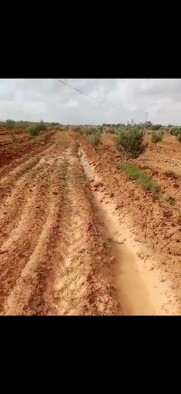 Agareb El Mahrouga Terrain Terrain agricole Terrain agricole sfax plant d oliviers