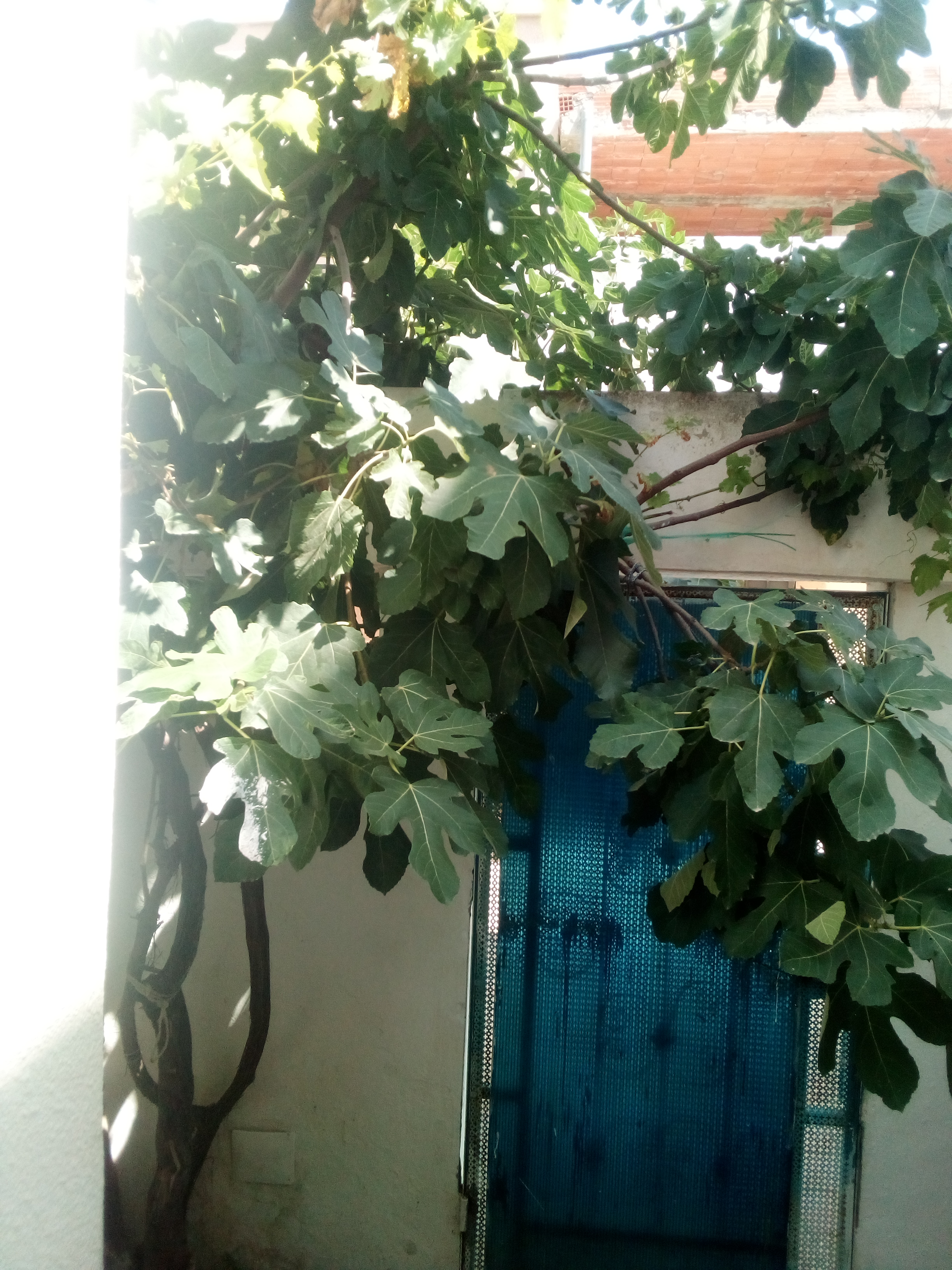 Mohamadia Cite El Omri 2 Vente Maisons Maison snite