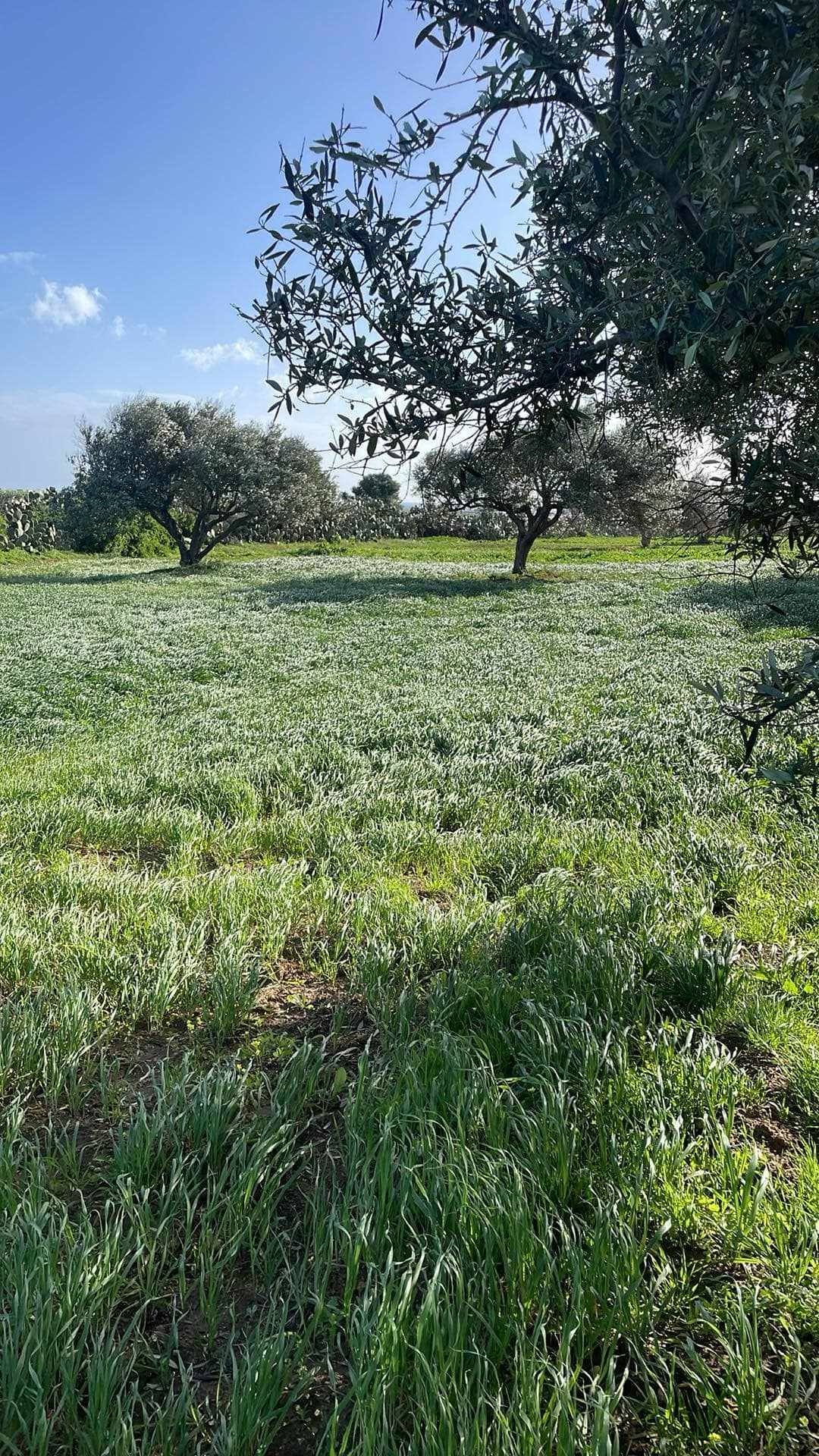 Menzel Temime Lebna Terrain Terrain agricole Terrain agricole lebna