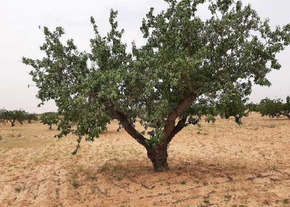 Sfax Sud El Ain Terrain Terrain agricole Boura zitoun louz
