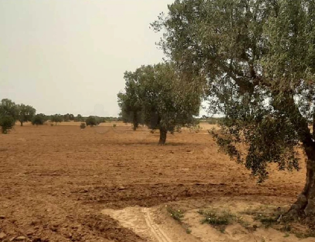 Sfax Sud El Ain Terrain Terrain agricole Boura zitoun louz