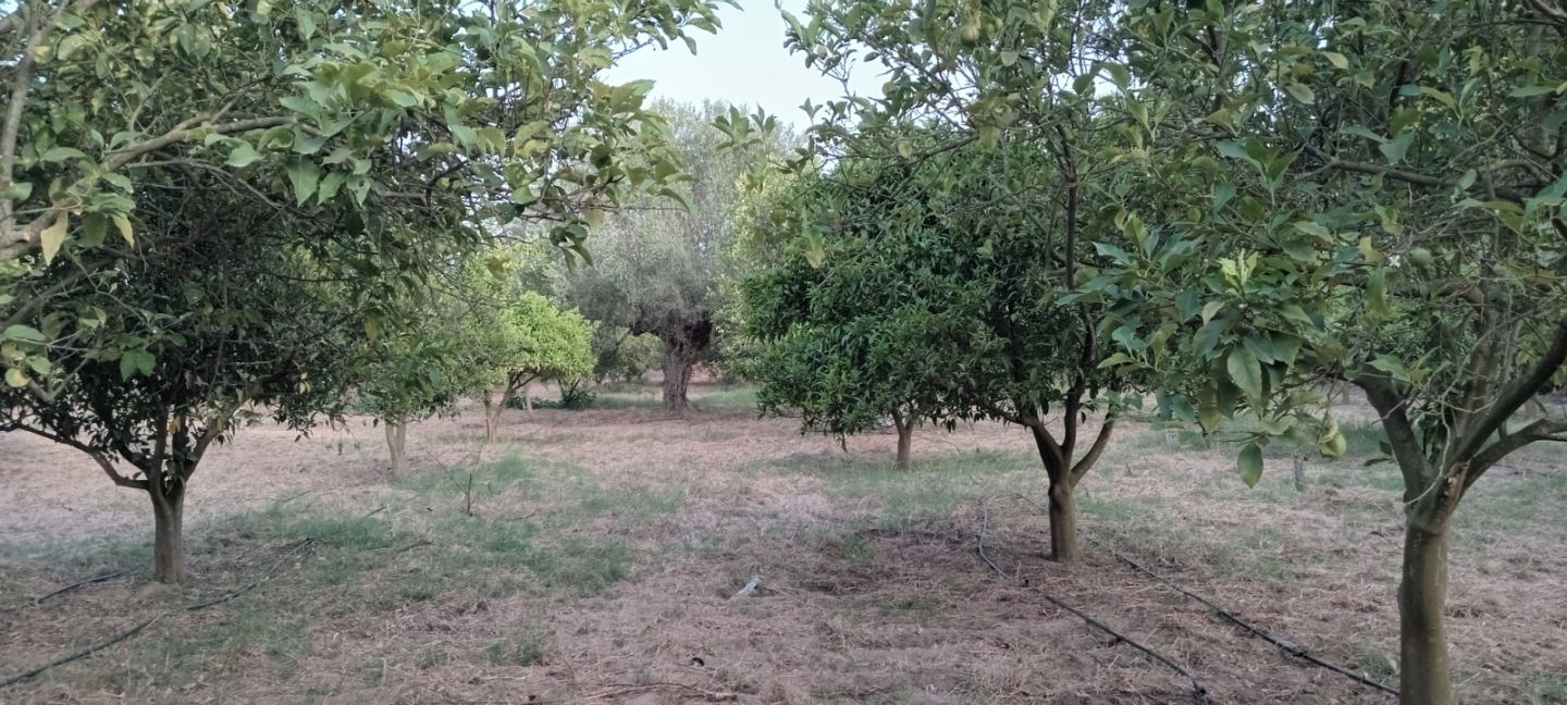 Bou Argoub Borj Hafaiedh Terrain Terrain agricole Verger 15000m2 oliviers et agrumes
