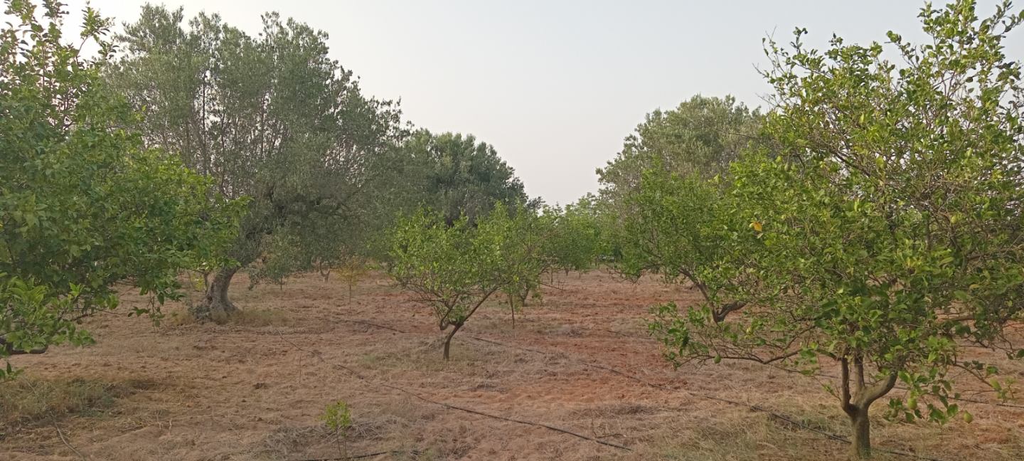 Bou Argoub Borj Hafaiedh Terrain Terrain agricole Verger 15000m2 oliviers et agrumes