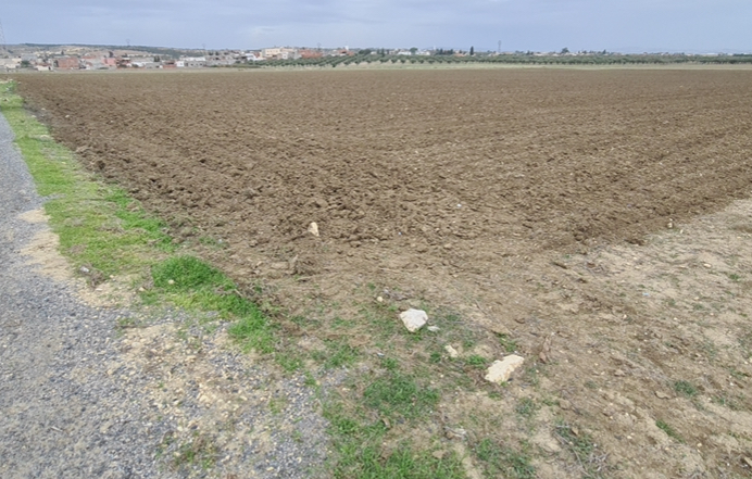 Sidi Hassine Birine Terrain Terrain agricole Terrain agricole de 4 hectares  birine bouhamed