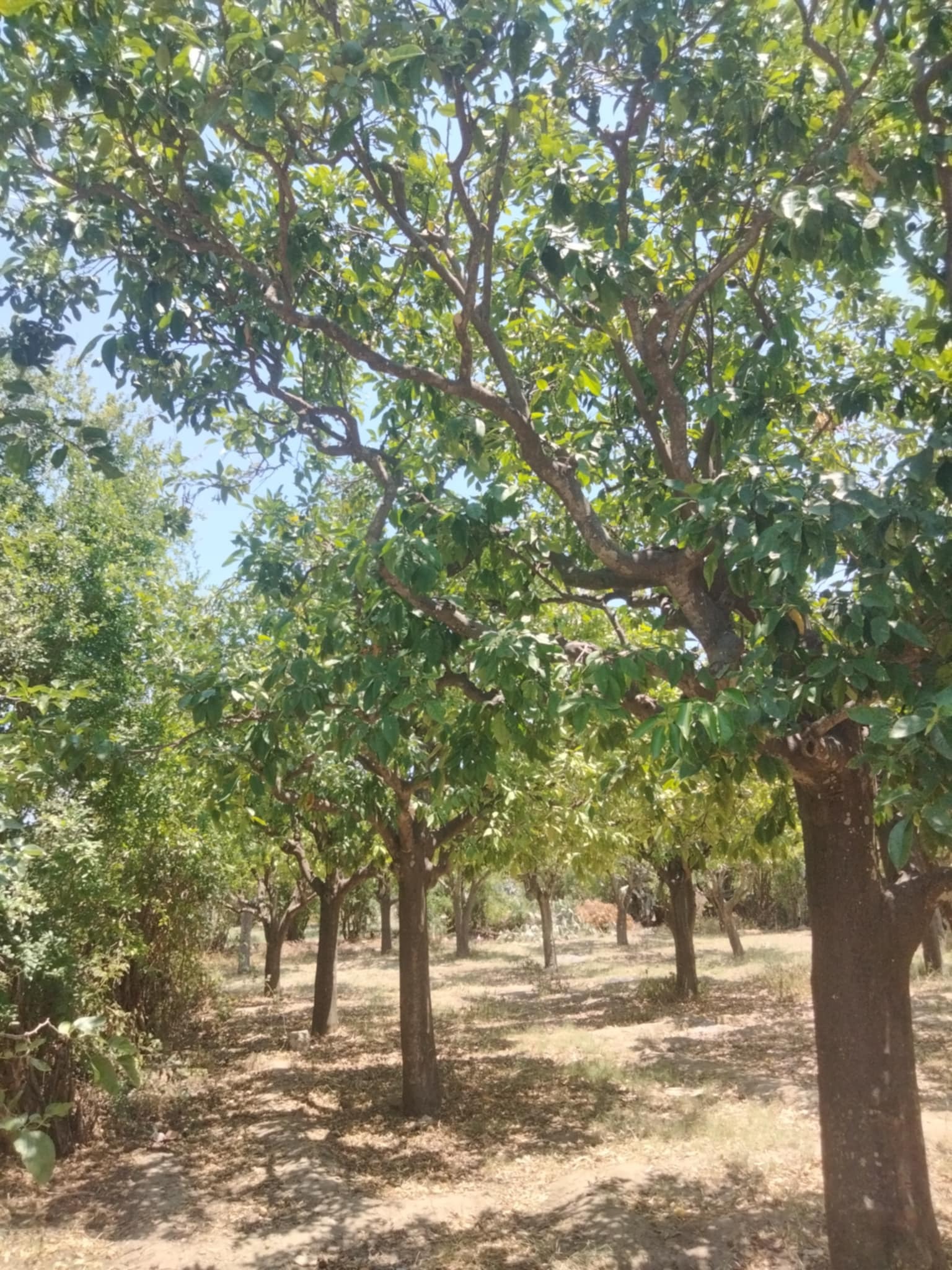 Dar Chaabane Elfehri Dar Chaabane Elfehri Vente Surfaces Senia verger de 700m2